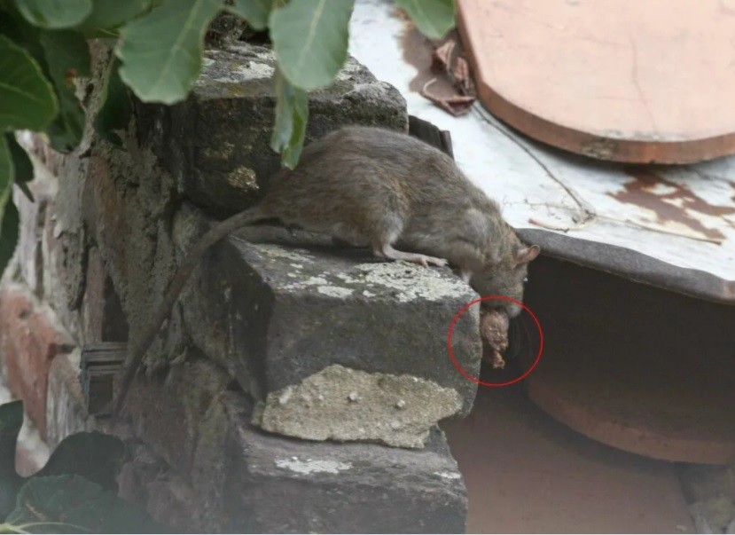 Pécs belvárosában a helyiek szerint a fán is patkányok lógnak, nagyon elszaporodtak a városban / Fotó: www.pecsaktual.hu