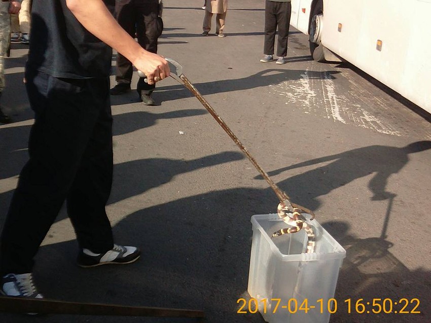 Hvatanje zmije na autobuskoj stanici "Laste"