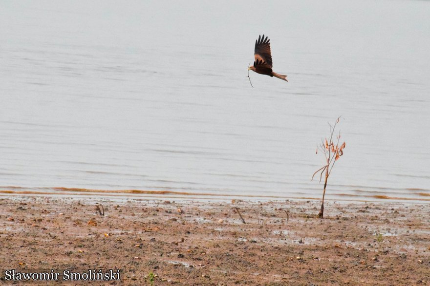 Rzeka Gambia