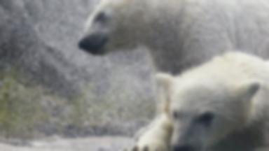 Przez globalne ocieplenie niedźwiedzie nie mogą się rozmnażać