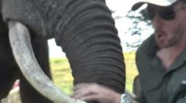 Elefánt támadt a reggelizőkre – Videó!