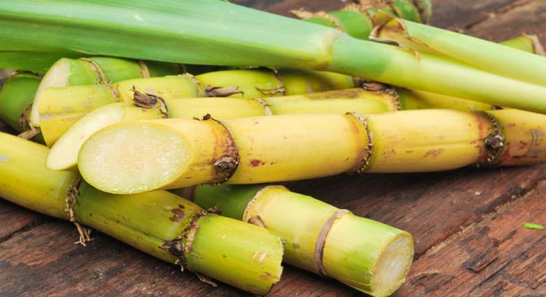 Sugar cane (Credit - Miele Ireland)