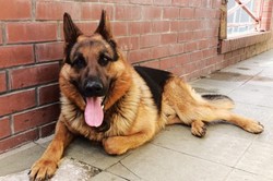 Straż Graniczna znalazła uciekiniera z Białorusi. Zdradziła go obroża