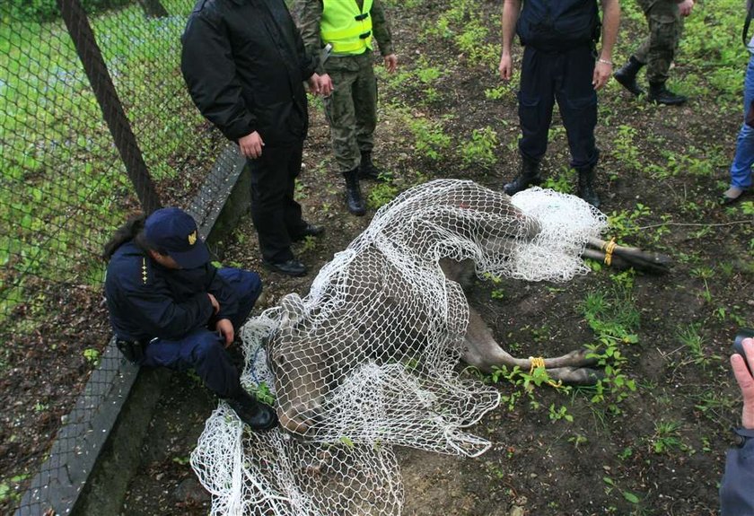 Łoś przyszedł na policję