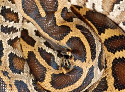 Ostrzeżenie dla mieszkańców stolicy. Nad Wisłą może przebywać niebezpieczny wąż