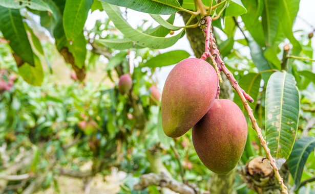 Mango stało się ofiarą sporu Chin i Tajwanu