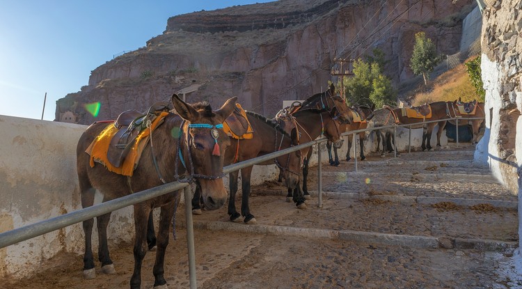 Többé nem ülhet túlsúlyos turista a szamarak hátára