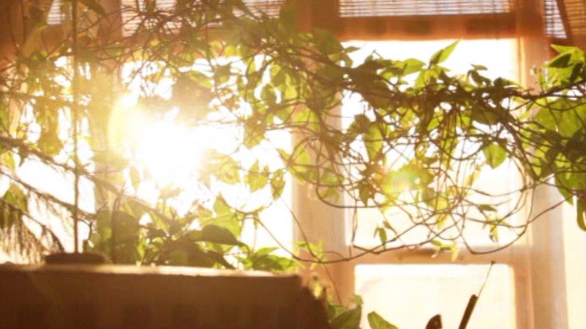 Bašta u zgradi u Novom Sadu 