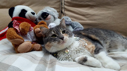Gödöllő polgármester macskája, Bürgi is újévi beszéddel köszöntött mindenkit