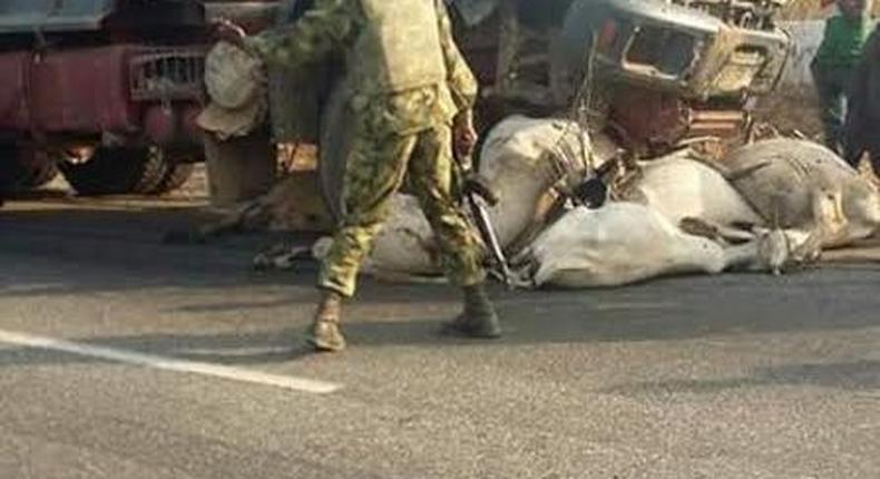 This picture shows dead cows as they laid dead under the truck.