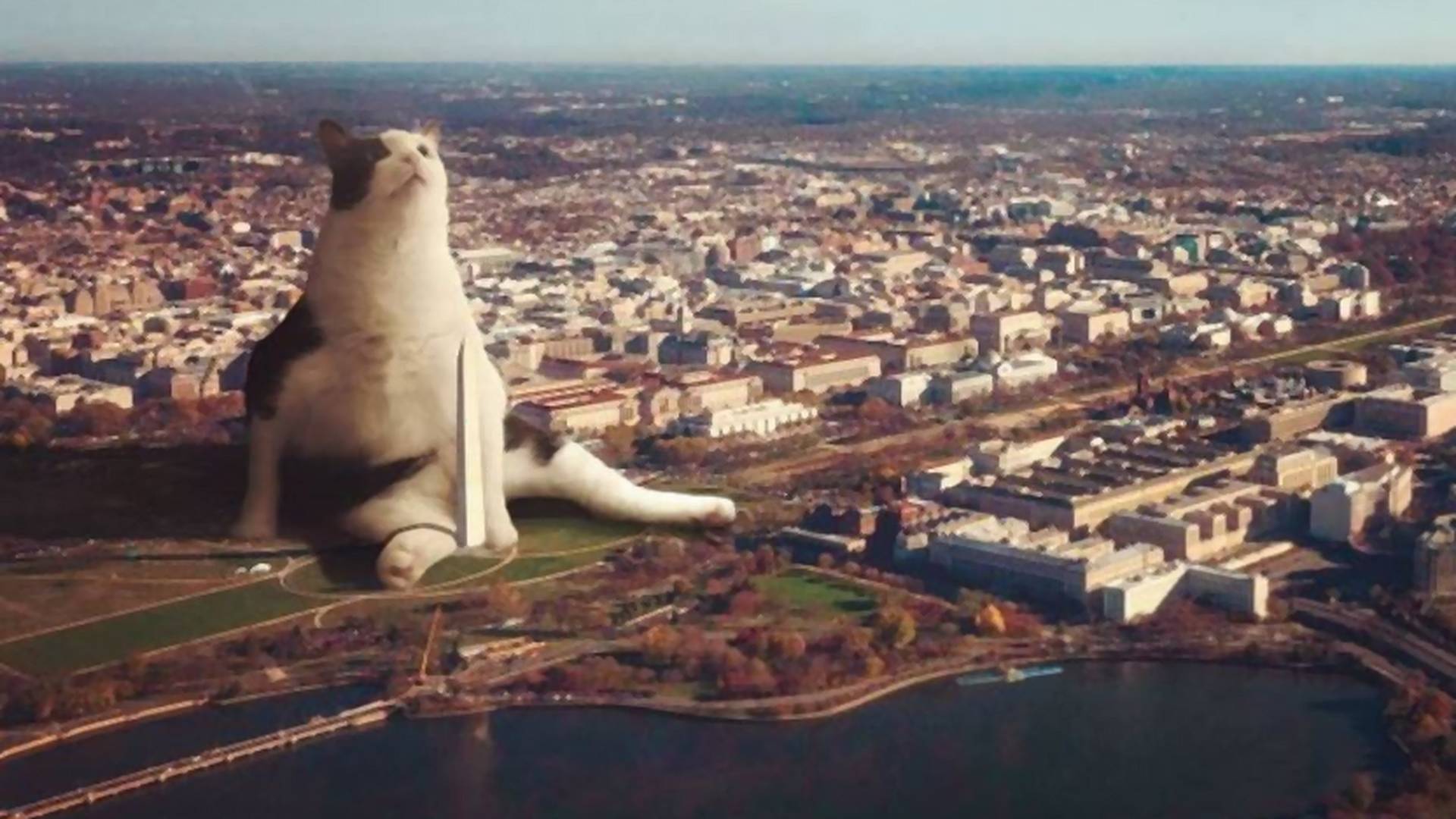 Ez történne, ha óriás macskák lepnék el a városokat