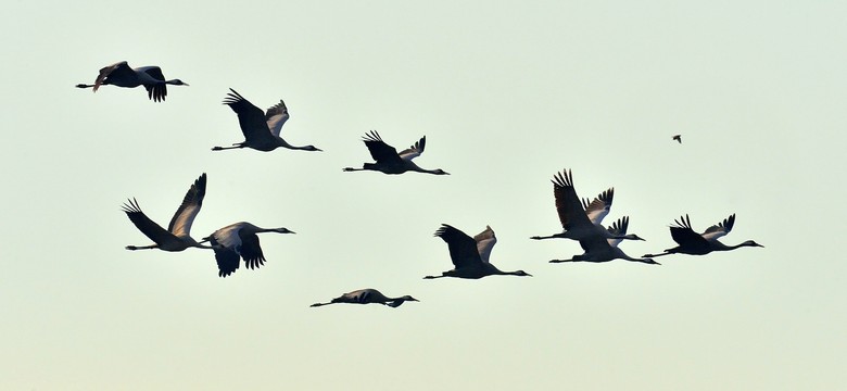 Ornitolodzy zmienią nazwy ptaków. Mają dobry powód