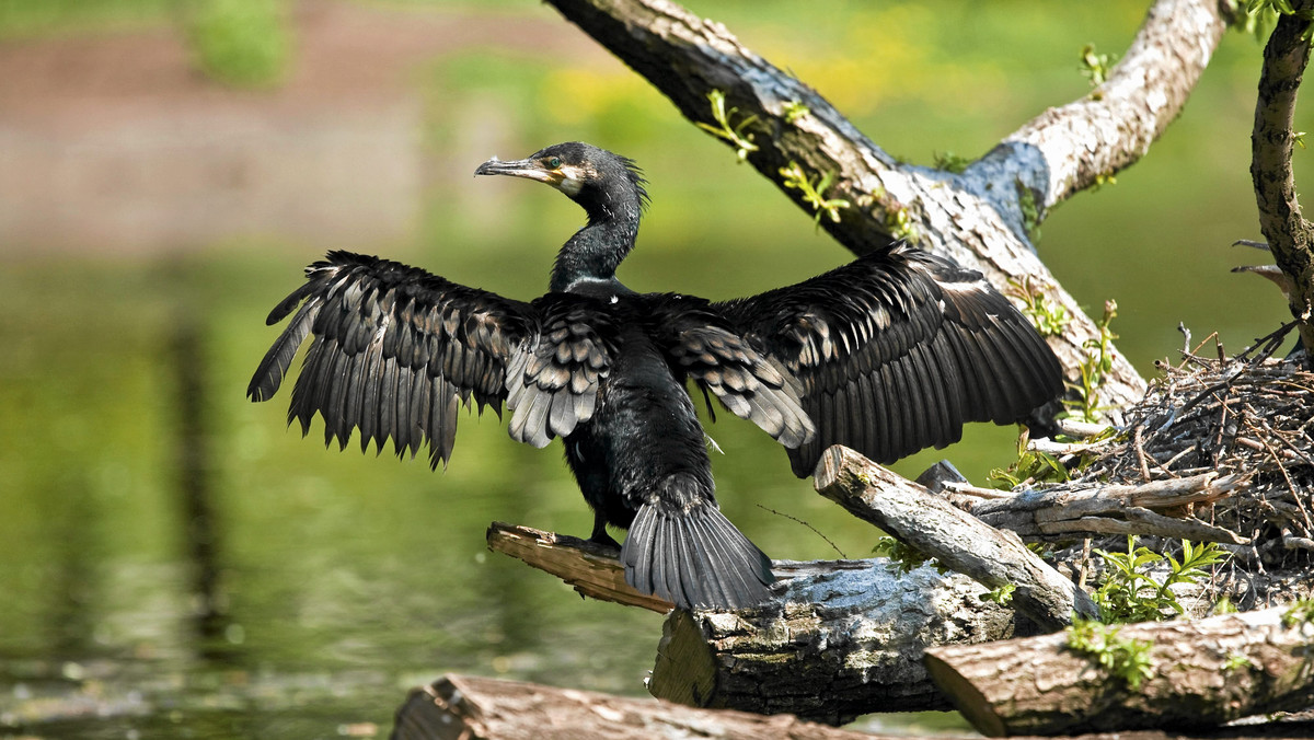 Rosnąca populacja kormorana czarnego i skażenie środowiska jego odchodami stały się drugim obok ścieków komunalnych źródłem zanieczyszczenia i obniżenia jakości wody największego akwenu w Polsce - jeziora Śniardwy - ocenili naukowcy.