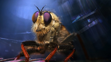 Najlepsze zdjęcia National Geographic 2012