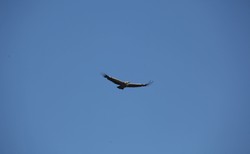 Niecodzienny gość na Babiej Górze. Przyrodnicy dostrzegli sępa płowego