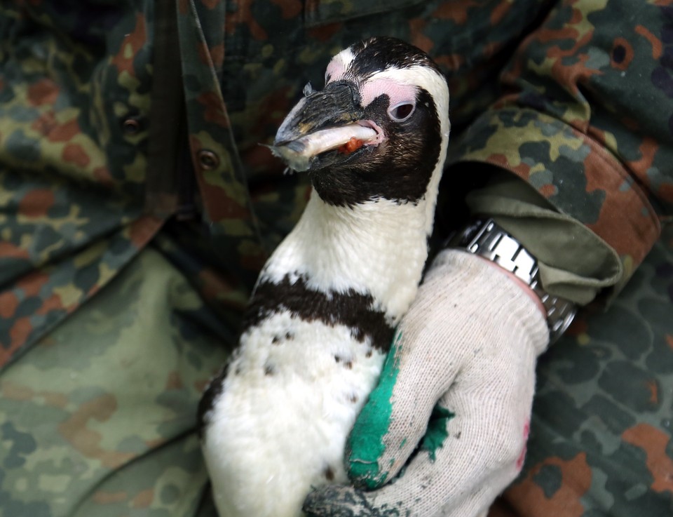 WARSZAWA ZOO PINGWIN REKONSTRUKCJA ZŁAMANEGO DZIOBA (pingwin z uszkodzonym dziobem)