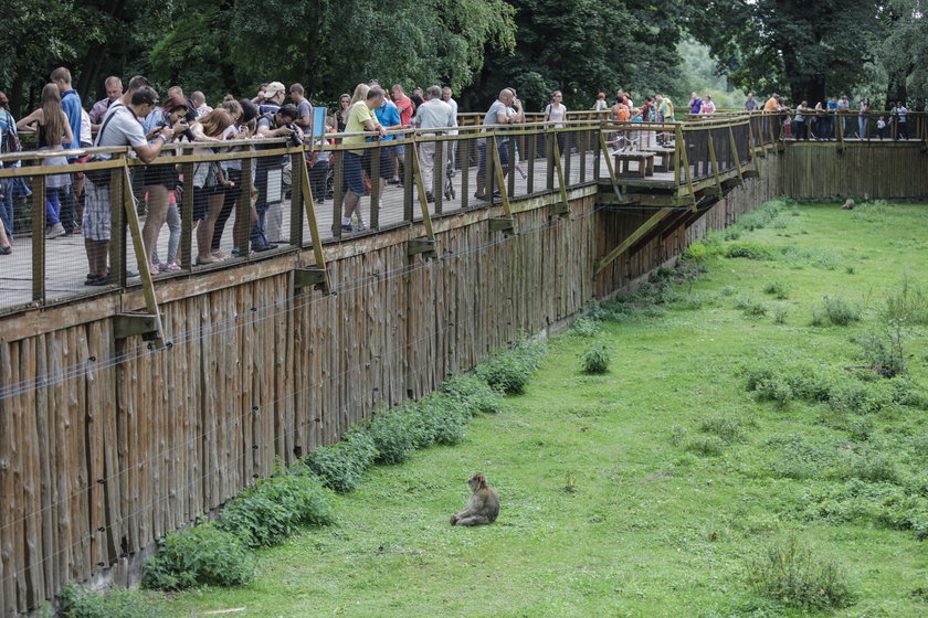 Celebrytą we wrocławskim zoo jest małpa