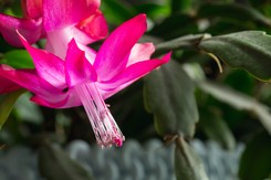 Grudnik obsypie się kwiatami, będzie miał jędrne liście. Wystarczy ta jedna tabletka z apteki