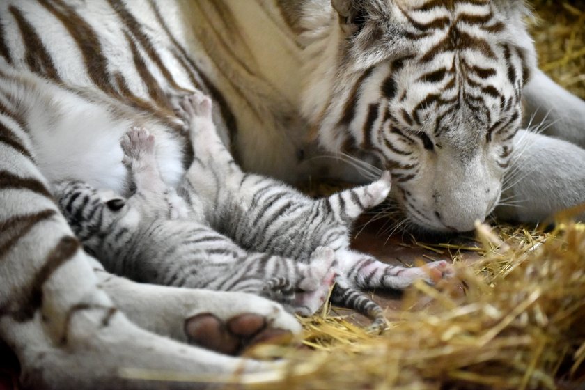 W ZOO Safari w Borysewie urodziły się kolejne tygryski