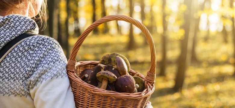 Grzybobranie po deszczu? Wcale nie od razu. Znamy idealny termin na zbiory