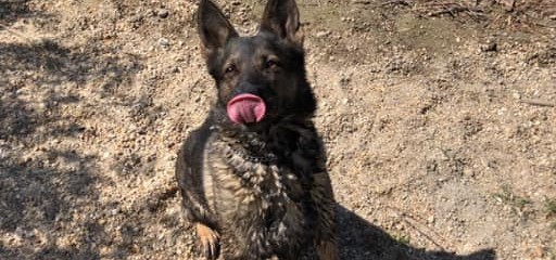 Az állatok több órát töltöttek távol a gazdájuktól, ez idő alatt végeztek velük a kegyetlen elkövetők / Fotó: Facebook