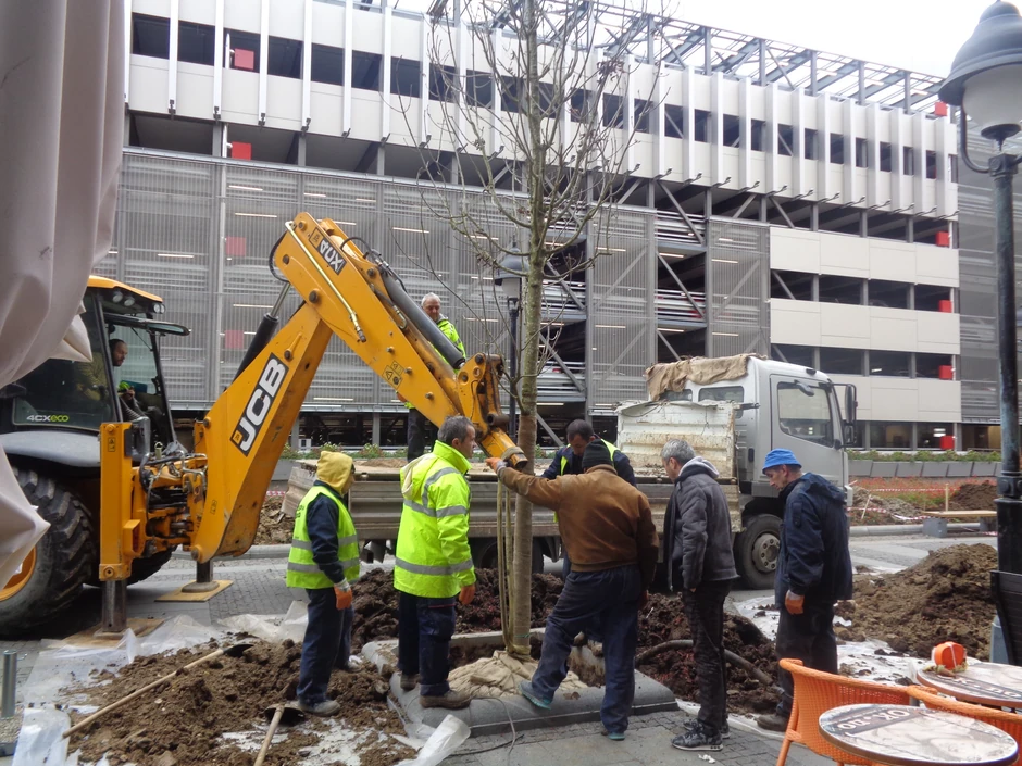 Preciznost i saradnja prilikom sađenja stabala na Obilićevom vencu