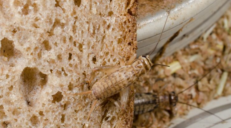 Tücskökből készült biokenyeret dobtak piacra Angliában