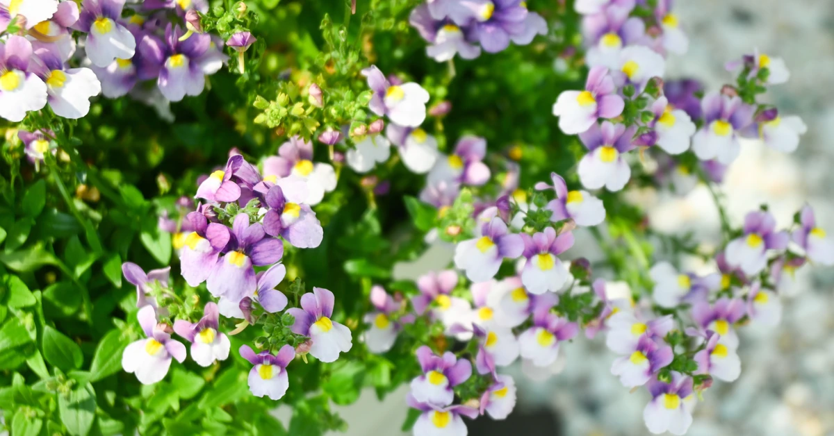 To nowa królowa polskich balkonów. Ten kwiat zdetronizuje pelargonie?