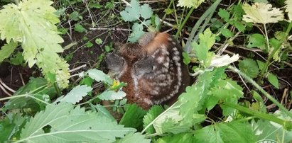 Te cuda były już pod kosą. Leśniczy wstrzymał natychmiast prace! Widok koźląt odbiera wprost mowę