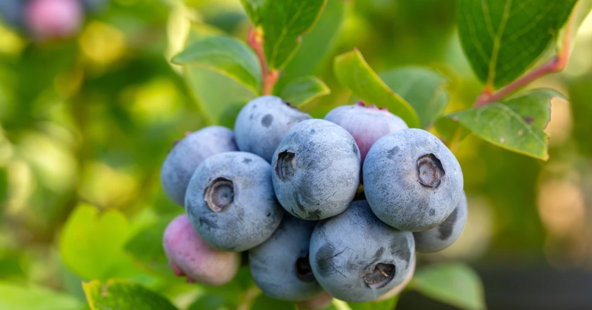 Ten oprysk uratuje borówkę amerykańską przed szkodnikami. Przepis jest banalny