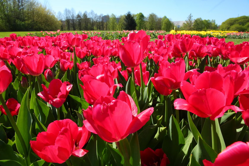 Festiwal tulipanów w Ogrodzie Botanicznym w Łodzi 