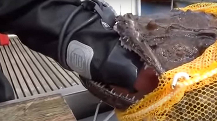 Ijesztő tengeri szörnyeteg kapta be egy búvár karját /Fotó: YouTube