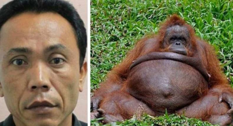 Zoo keeper impregnate’s female monkey  report a hoax