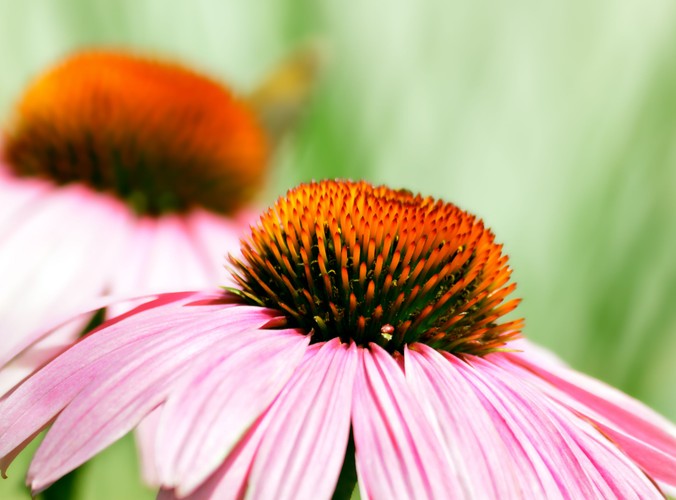 Echinacea
