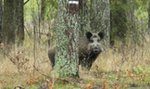 Wielkie dziki terroryzują mieszkańców osiedla