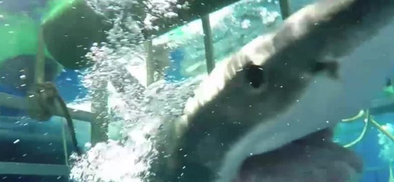 Przerażające WIDEO. Żarłacz biały wpłynął do klatki z nurkiem