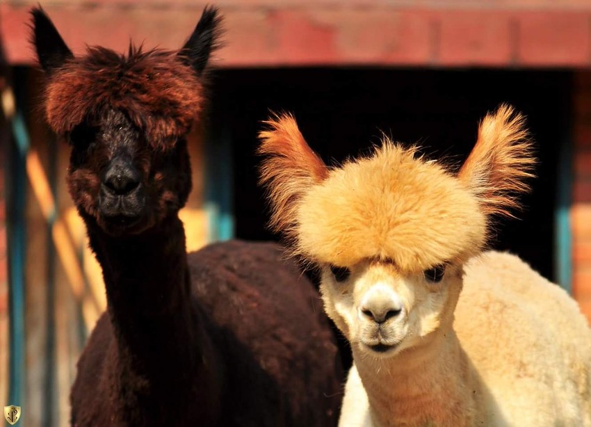 Alpake novi stanari Beogradskog zoo vrta