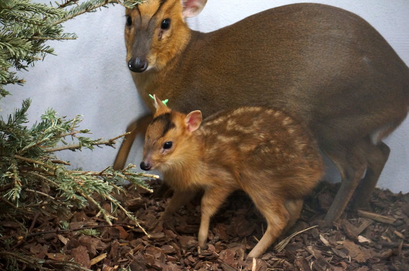 Zoo we Wrocławiu