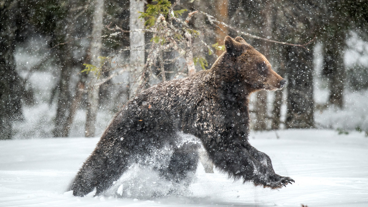 Alaska: niedźwiedź zaatakował narciarza w górach