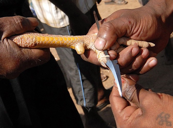 Ostroga przytwierdzana do nogi zwiększa możliwość zadawania obrażeń przeciwnikom. Zdjęcie wykonane w wiosce Poolamvalasu w Indiach