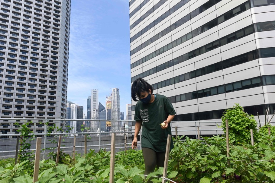 Ogród dachowy, Singapur, 7.09.2020