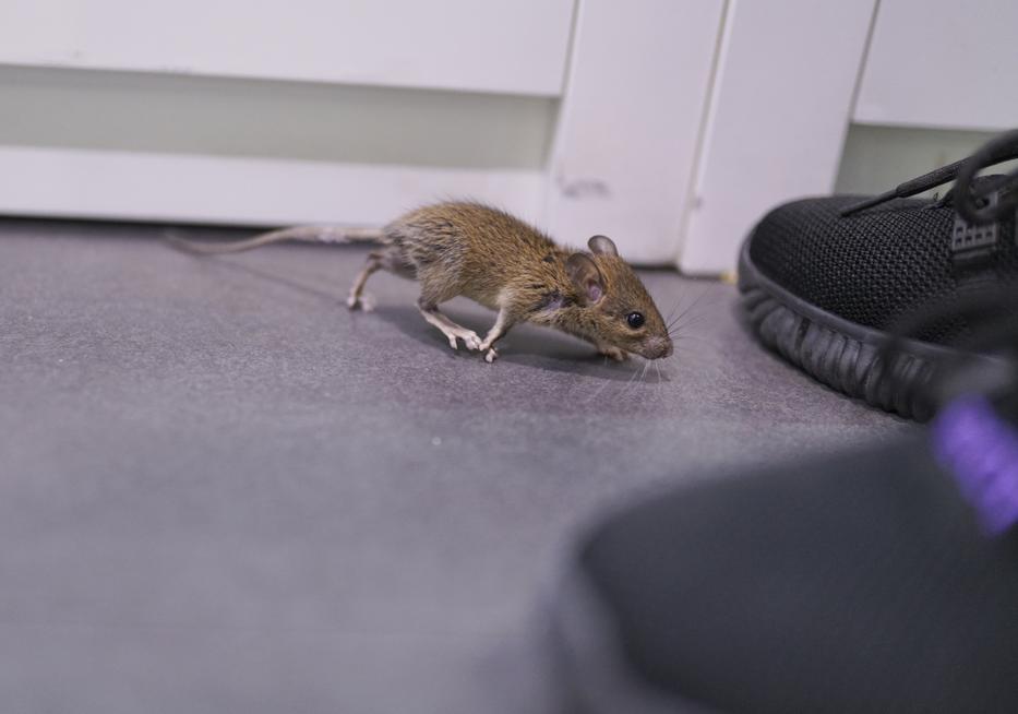 Így szabadulhatsz meg az egerektől nagyapám filléres trükkjével. Fotó: Getty Images