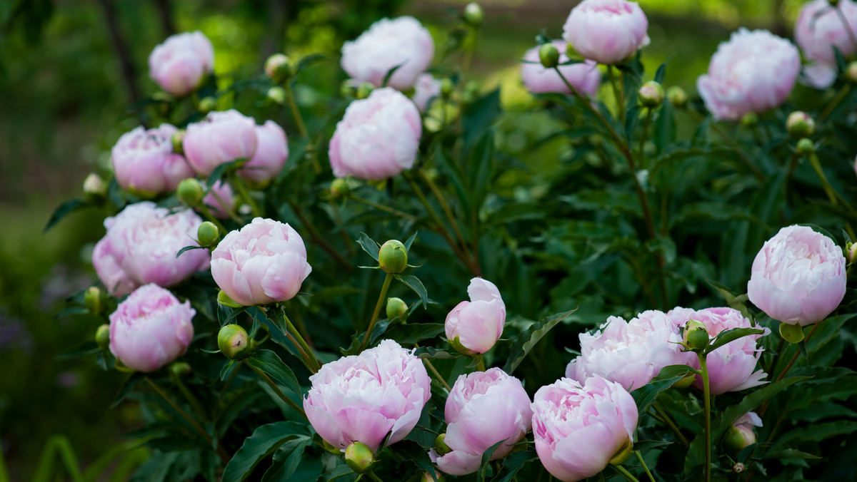 Piwonia (Paeonia), należąc do rodziny piwoniowatych, jest jedną z najpopularniejszych uprawnych bylin ogrodowych. Wywodzi się ze wschodniej Azji, a obecnie występuje w Europie, Azji, rejonach północno-zachodniej Ameryki oraz Peru. Piwonie są roślinami wyróżniającymi się niesamowicie dekoracyjnymi kwiatami i upojnym zapachem. Kwiatostany przybierają barwę białą, różową, purpurową lub żółtą, występują także piwonie dwubarwne. Walory ozdobne posiadają też liście rośliny.