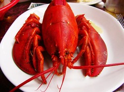 Homara można dręczyć, bo inni go gotują