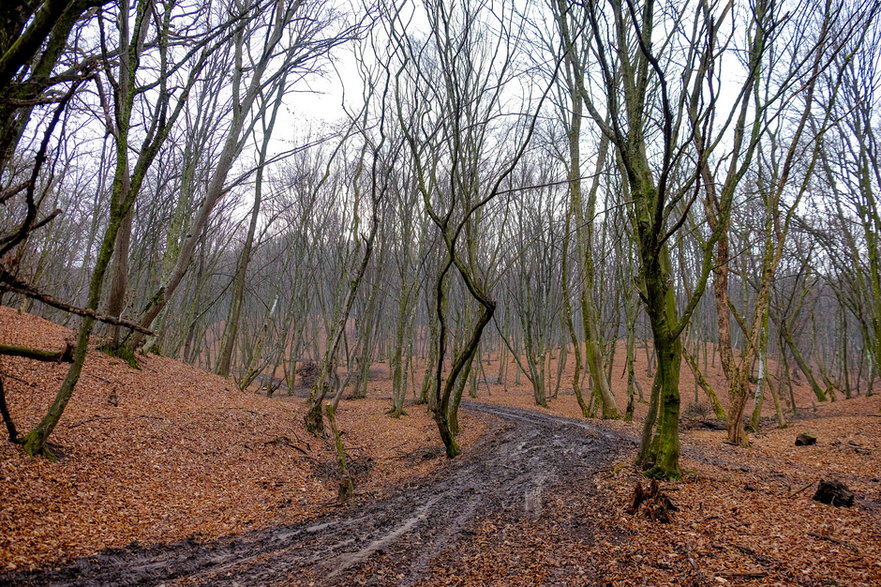 Las Hoia Baciu, Rumunia