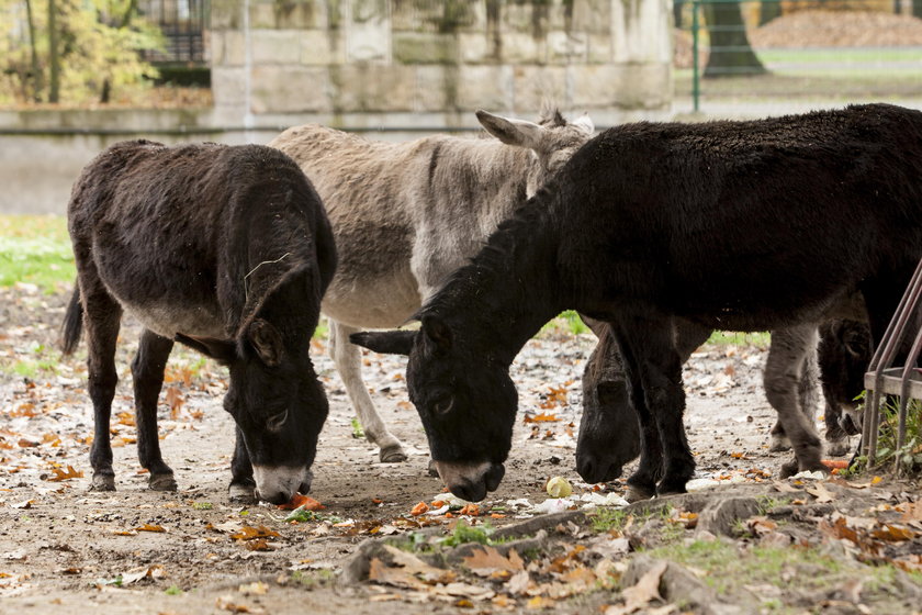 Nowy wybieg dla osłów w chorzowskim zoo