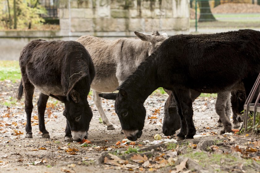 Nowy wybieg dla osłów w chorzowskim zoo