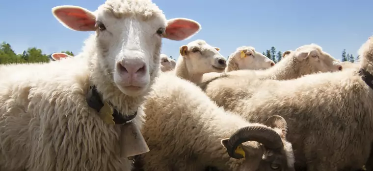 Wypas owiec korzystny dla wałów przeciwpowodziowych