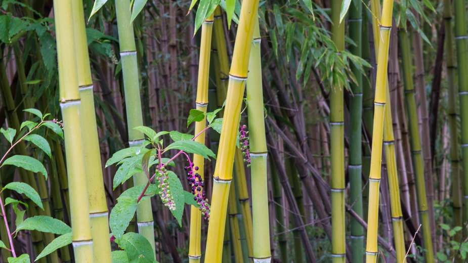 Niektóre mrozoodporne gatunki bambusa można uprawiać w Polsce - Andreas/stock.adobe.com