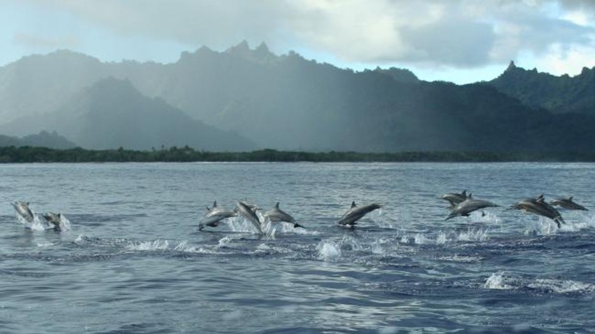 Delfini su ovde starosedeoci